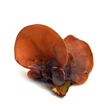 auricularia auricula-judae mushroom, known as the Jew's ear, wood ear, jelly earの写真素材