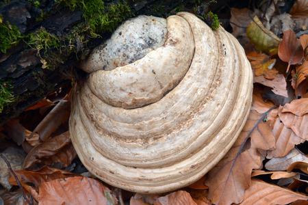 fomes fomentarius fungus
