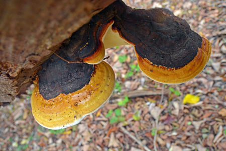 Fomitopsis pinicola fungus, known as the red belt conk