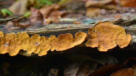 Stereum hirsutum fungus, also known as the false turkey tailの写真素材