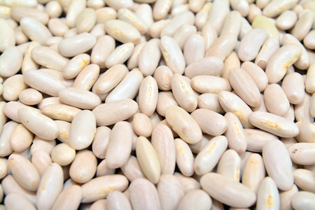 white beansの写真素材