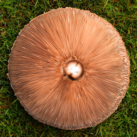The cap and gills of parasol mushroom, macrolepiota proceraの写真素材