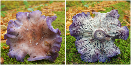 lepista nuda mushroomsの写真素材