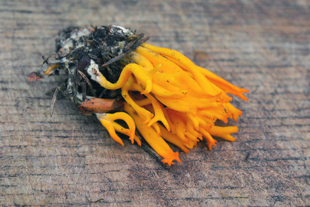 Calocera viscosa jelly fungus, also known as the yellow stagshornの写真素材