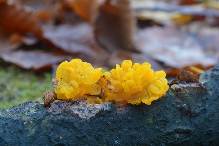 tremella mesenterica fungusの写真素材
