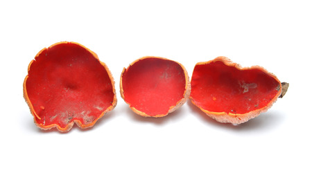 scarlet elf cup mushroom, Sarcoscypha coccineaの写真素材