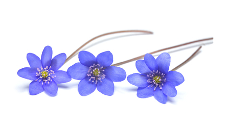 hepatica nobilis flower, liverleafの写真素材