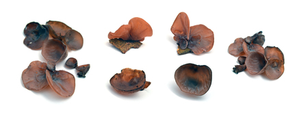 Jew's ear fungusの写真素材