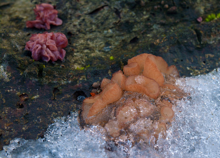 Ascocoryne cylichnium fungus