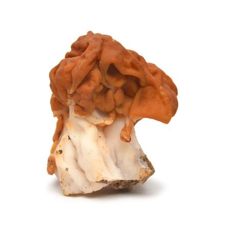 The false morel mushroom, gyromitra gigas known as snow morel, calf brain or bull nose
の写真素材