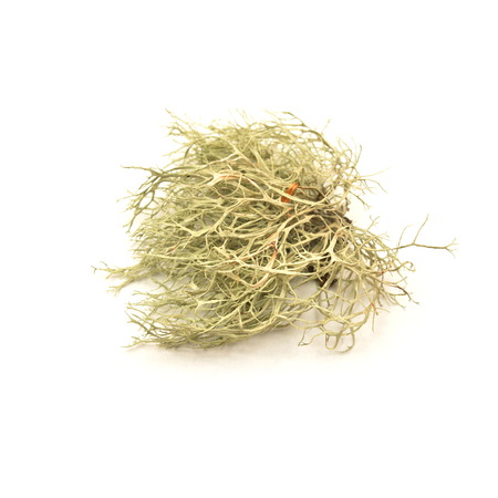 Lichen  isolated on whiteの写真素材