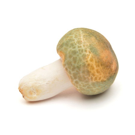 russula virescens, known as the green-cracking russula and quilted green russula and green brittlegillの写真素材