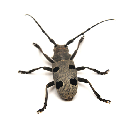 morimus funereus beetle isolated on whiteの写真素材