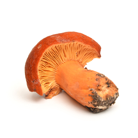 lactifluus volemus mushroom, known as lactarius volemus and weeping milk-capの写真素材