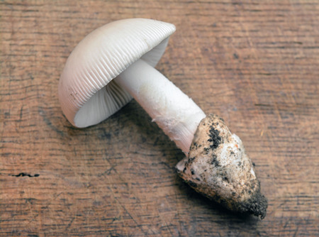 amanita mairei mushroom with universal veilの写真素材