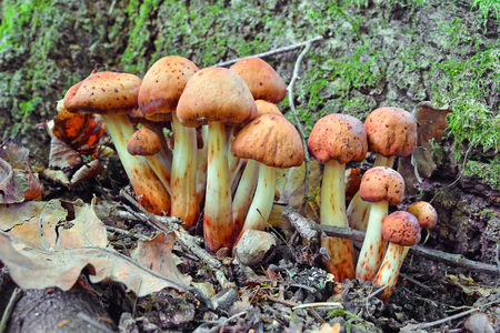 gymnopus fusipes mushroom cluster, edible when youngの写真素材