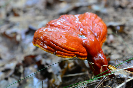 lingzhi medicinal mushroom in the wild, ganoderma lucidumの写真素材