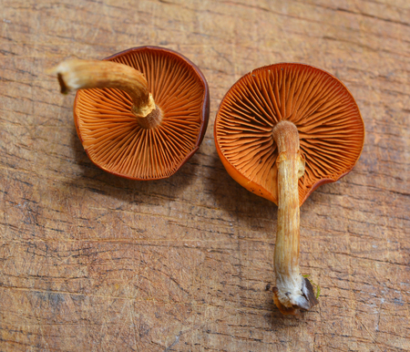 Galerina marginata mushroom, extremely toxic funeral bellの写真素材