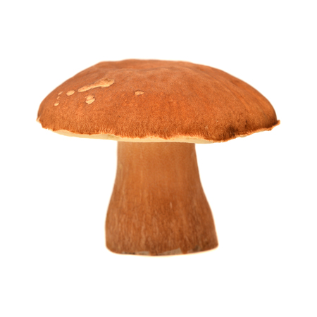 boletus reticulatus isolated on white, summer cepの写真素材