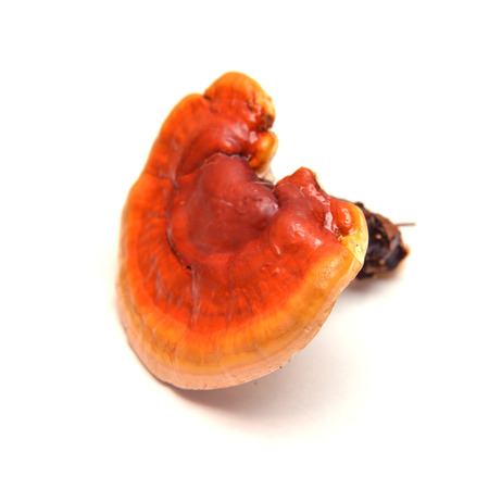 Ganoderma lucidum mushroom, known as ligzhi or reishi medicinal fungusの写真素材