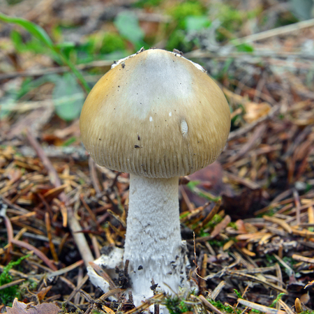 Rare Amanita submembranacea mushroomの写真素材