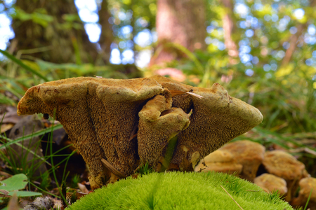 very rare hydnellum compactum mushroom, vulnerable species on red data listの写真素材