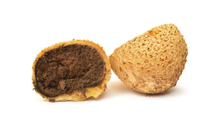 Scleroderma citrinum, commonly known as the common earthball or pigskin poison puffball