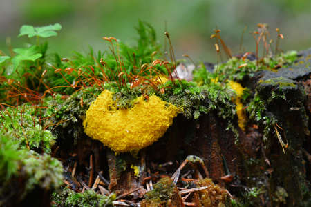 Fuligo septica on tree stump, known as scrambled egg slime or dog vomit slime moldの写真素材