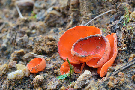 Aleuria aurantia fungus, also known as the orange peel mushroomの写真素材