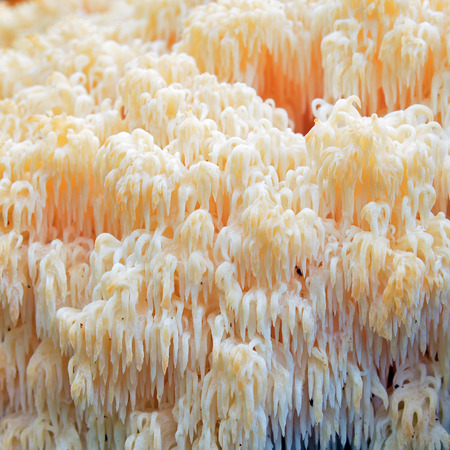 Hericium erinaceus fungus known as the lion`s mane or bearded hedgehog mushroomの写真素材