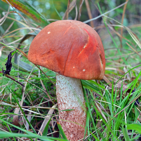 Leccinum vulpinum mushroom, commonly known as the foxy boleteの写真素材