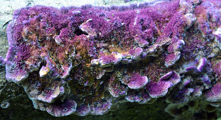 trichaptum biforme fungus known as the violet-toothed polyporeの写真素材