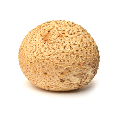 Scleroderma citrinum, commonly known as the common earthball or pigskin poison puffballの写真素材