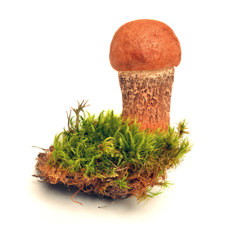 leccinum quercinum mushroom, commonly known as the red-capped scaber stalkの写真素材
