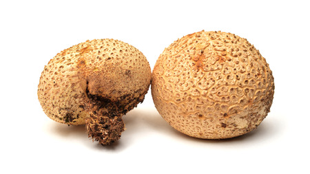 Scleroderma citrinum, commonly known as the common earthball or pigskin poison puffballの写真素材