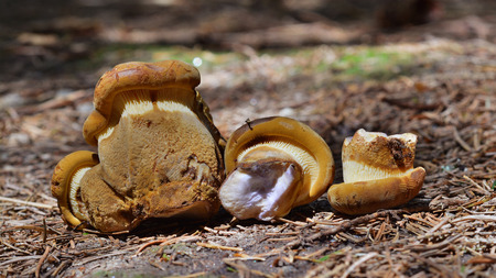 Tapinella atrotomentosa fungus commonly known as the velvet roll-rim or velvet-footed paxの写真素材