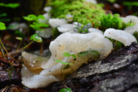 Pseudohydnum gelatinosum fungus known as toothed jelly fungus or false hedgehog or cat`s tongueの写真素材