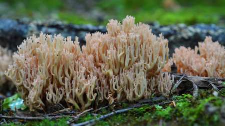 Ramaria formosa mushroom, commonly known as the beautiful clavaria or pink coral fungus