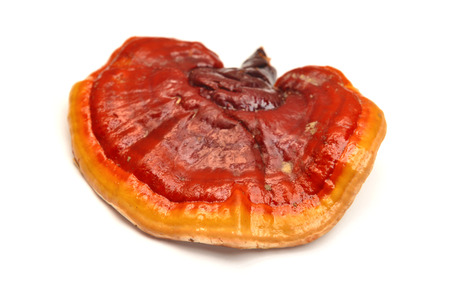 Ganoderma lucidum mushroom, known as ligzhi or reishi medicinal fungusの写真素材