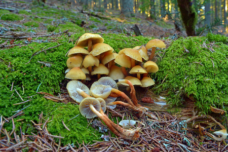 Hypholoma capnoides mushroom cluster in the woods, conifer tuftの写真素材