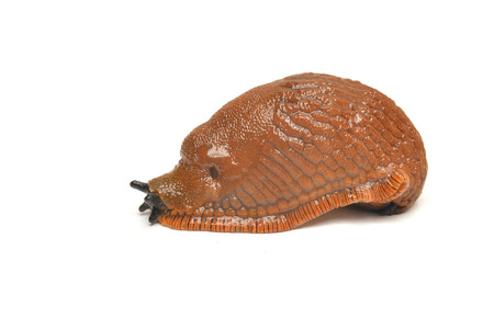 Arion rufus, the red slug or chocolate arion isolated on whiteの写真素材