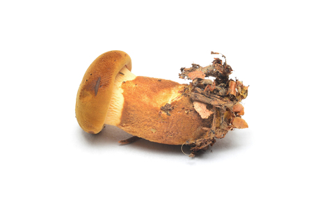 Tapinella atrotomentosa fungus commonly known as the velvet roll-rim or velvet-footed paxの写真素材