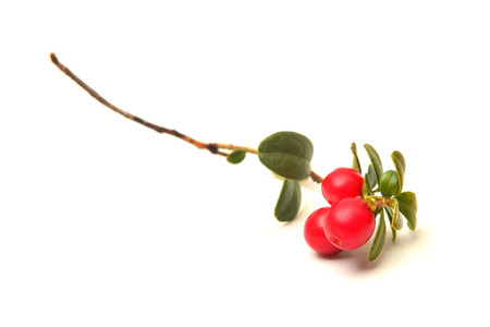 Vaccinium vitis-idaea plant and fruit, known as lingonberry or cowberryの写真素材
