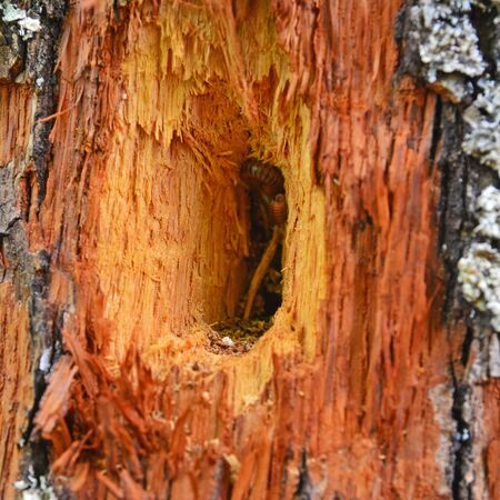 woodpecker hole on tree trunk, worm hidden inside
