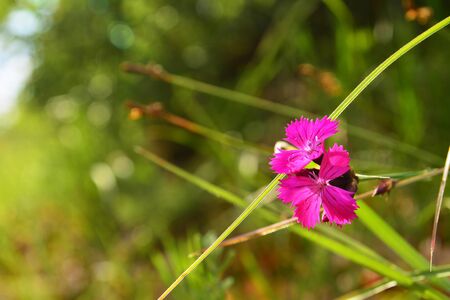 dianthus carthusianorum flower, commonly known as carthusian pinkの写真素材