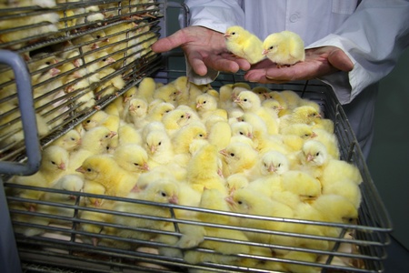 Baby chicken in incubator