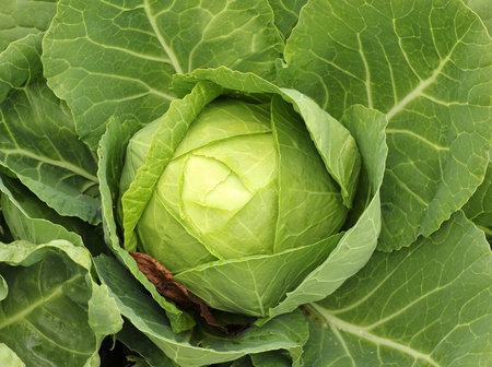 Cabbageの写真素材