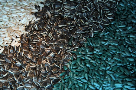 Sunflower seeds for sowingの写真素材