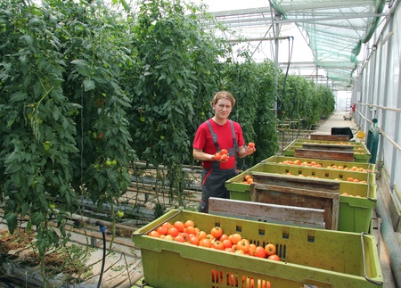 Farmer picking tomato in a greenhouseの写真素材
