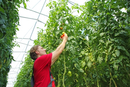 Farmer picking tomato in a greenhouseの写真素材